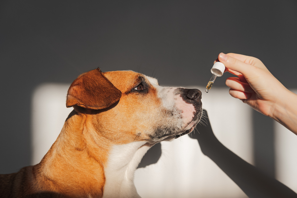 cbd for dogs during firework season