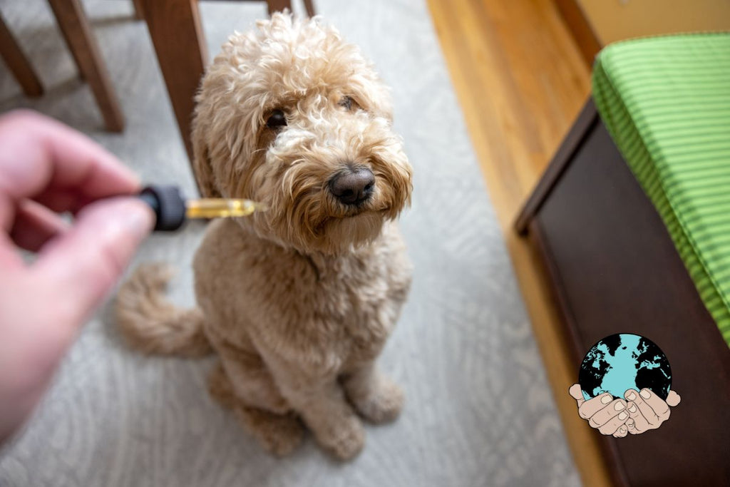 CBD for Dogs During Thunderstorms